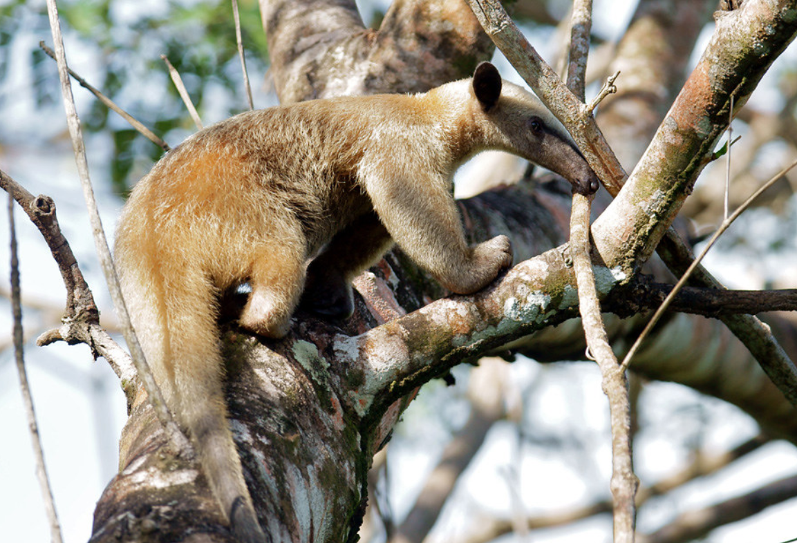  p>小食蚁兽(学名: i>tamandua tetradactyla /i>):是哺乳纲,披毛目的