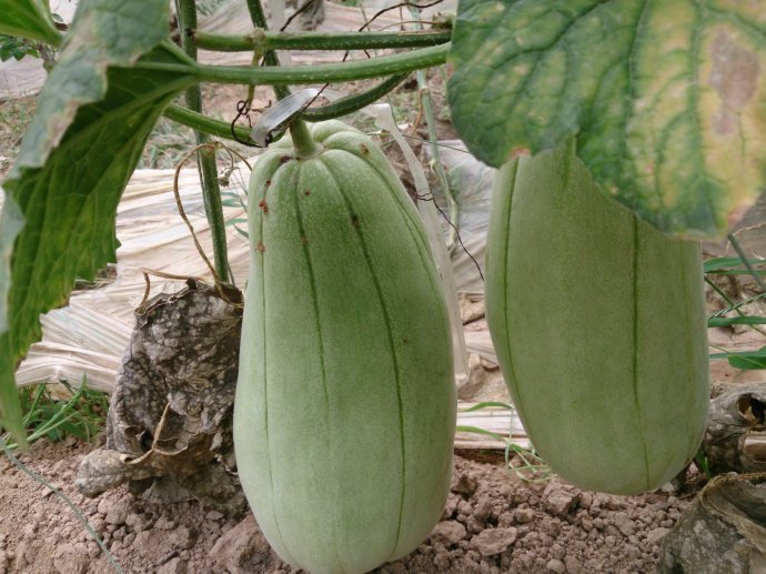 脆瓜的瓜皮极薄,果实脆嫩,具有良好的口感和丰富的