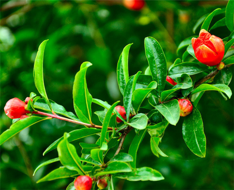  p data-id="gnbkrmzru0">石榴叶是石榴科石榴属植物石榴的叶,石榴的