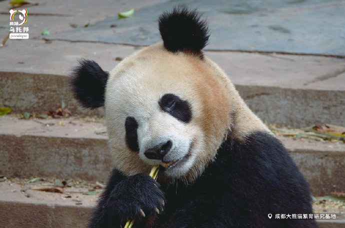  p data-id="tbb1xck6bigz">金宝,又名康尼,雄性大熊猫,2019年8月9日