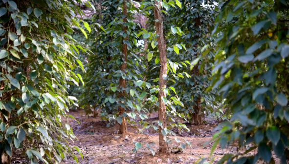 胡椒（胡椒科胡椒属植物）_百度百科
