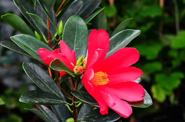  p>杜鹃叶山茶(学名: i>camellia azalea /i> c. f.