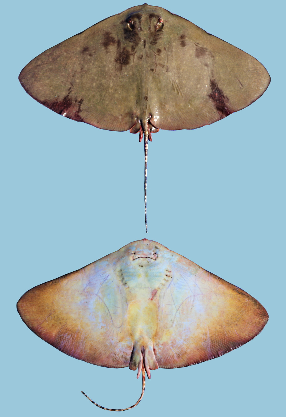  p>花尾燕魟(学名: i> /i> i>gymnura poecilura /i>)是燕魟科,燕魟属