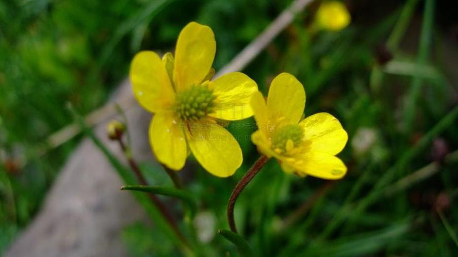  p>高原毛茛(学名:ranunculaceae)是毛茛科毛茛属植物.多年生草本.