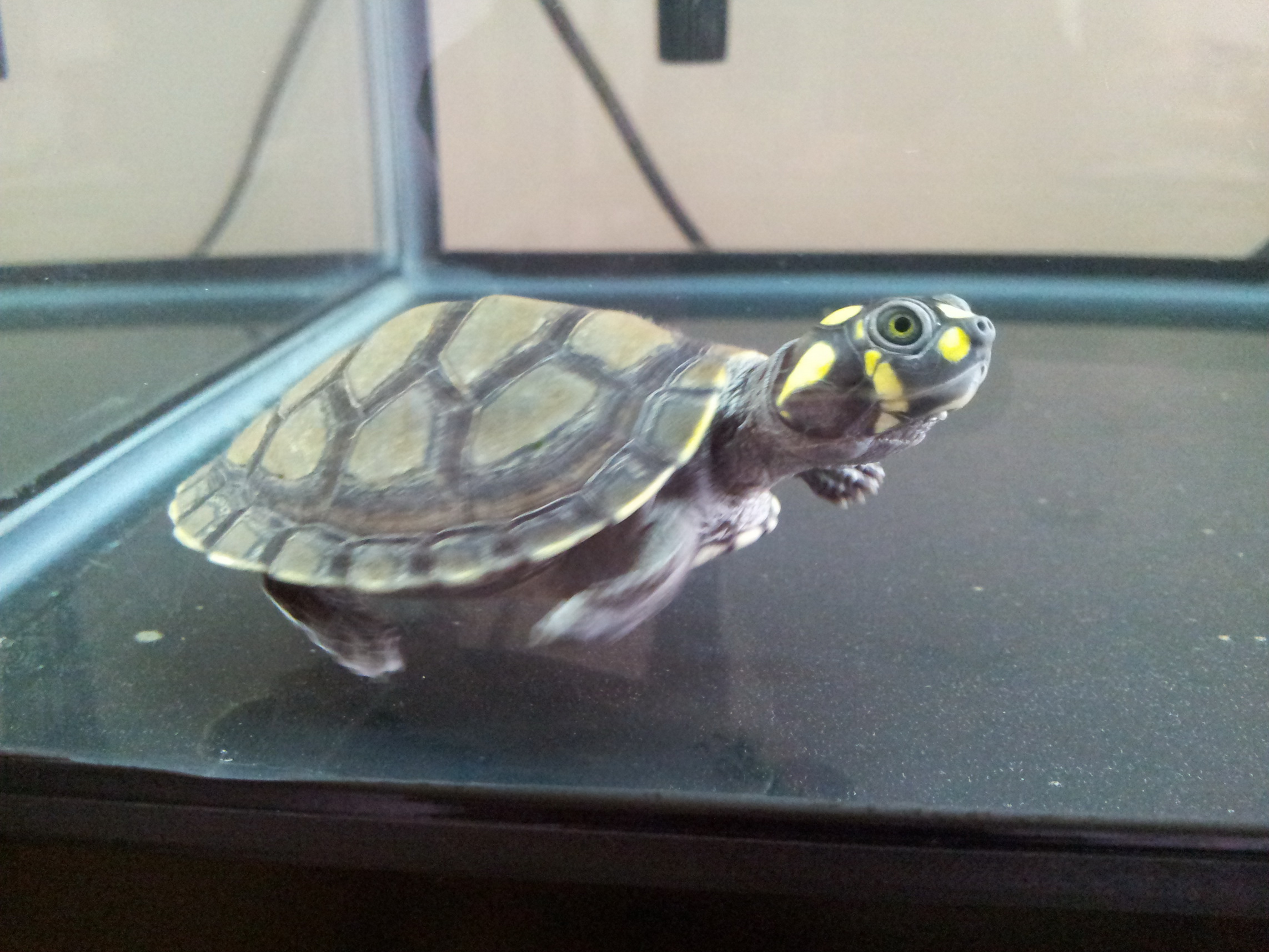  p>黄头侧颈龟(学名: i>podocnemis unifilis /i>)是侧颈龟科,南美侧