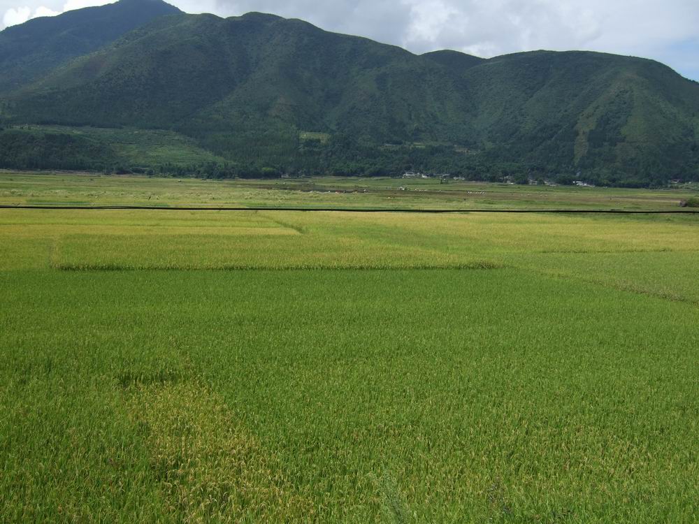 河流流速减缓,泥沙堆积形成的洪积--冲积平原
