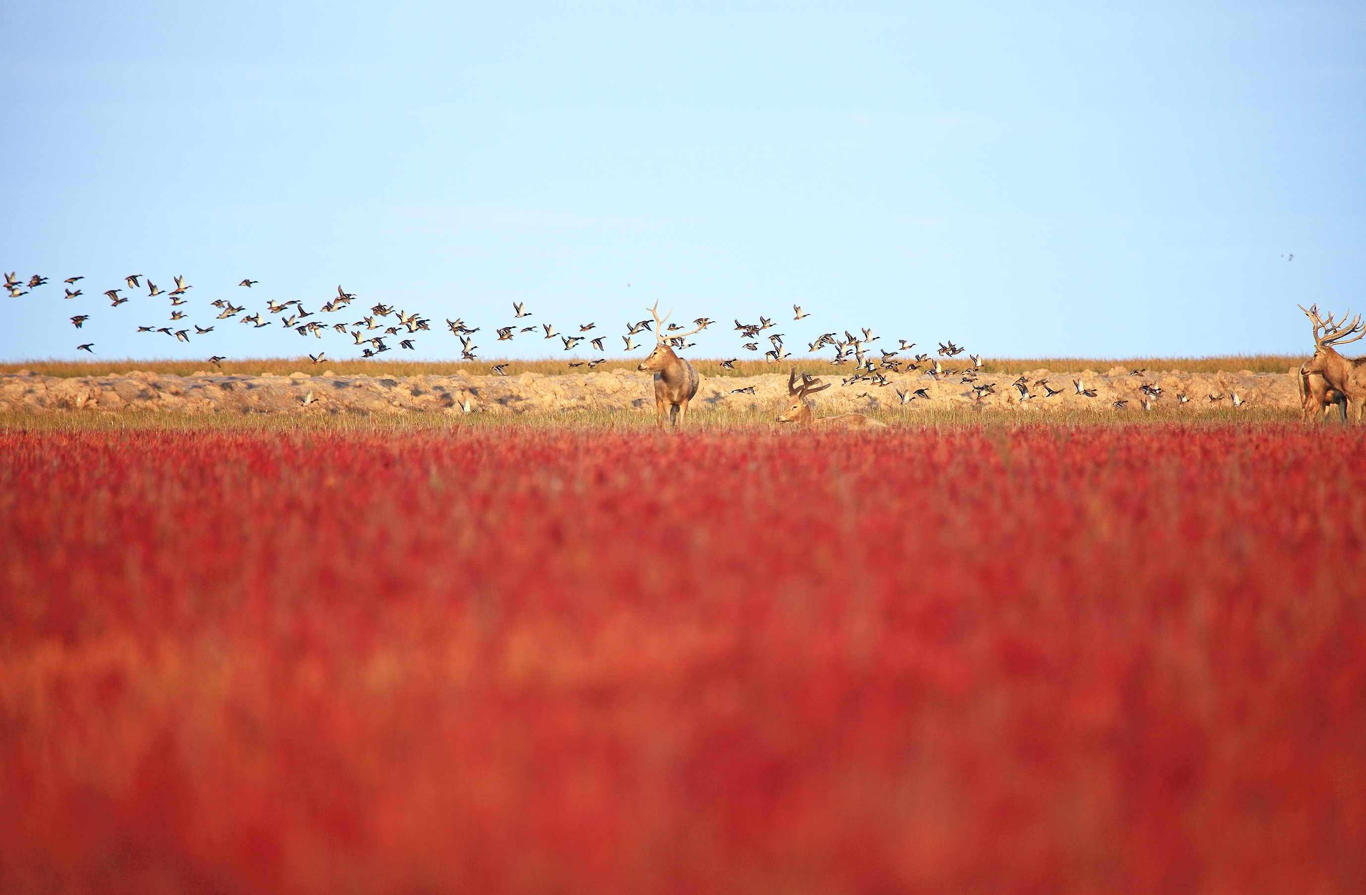 江苏大丰麋鹿国家级自然保护区