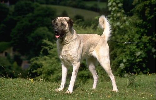 anatolian shepherd