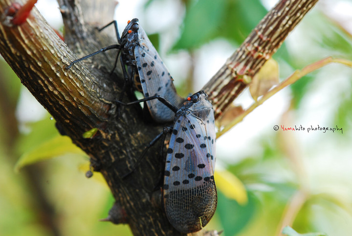  p>斑衣蜡蝉(学名:lycorma delicatula)是同翅目蜡蝉科的昆虫,民间