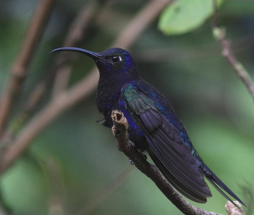  p>燕尾刀翅蜂鸟,蜂鸟科珍贵鸟类,分布于南美洲. /p>