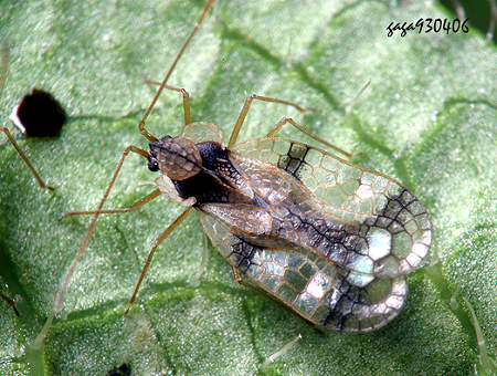 lemmaid="1535270">半翅目 /a> a target="_blank" href="/item/网蝽