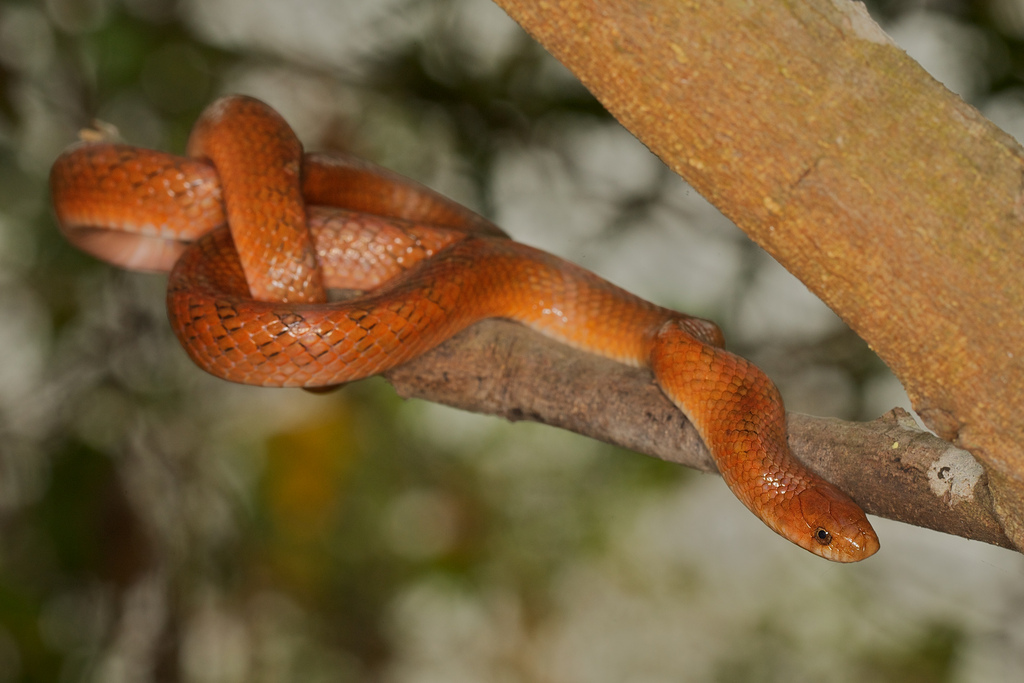  p>紫棕小头蛇(学名:oligodon cinereus)是 a href="#">游蛇科 /a>小