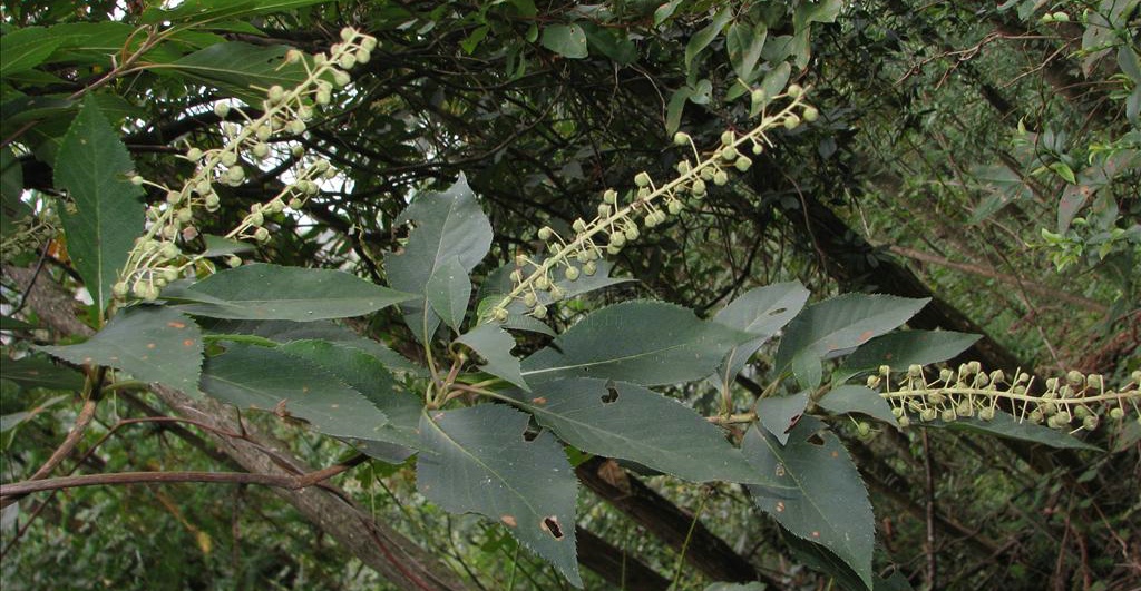  p>白背桤叶树(学名:clethra gronov.