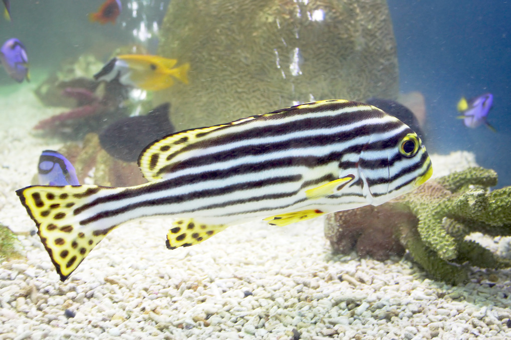 zebra fish