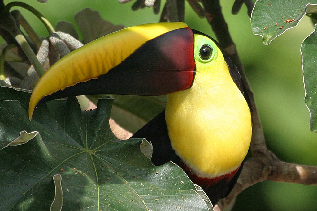 chestnut-mandibled toucan