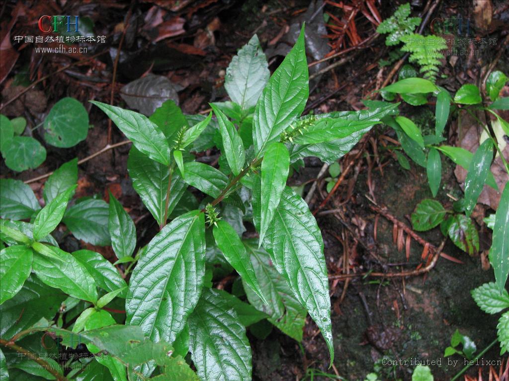 为苋科植物川牛膝 i>cyathula officinalis kuan /i>的干燥根.