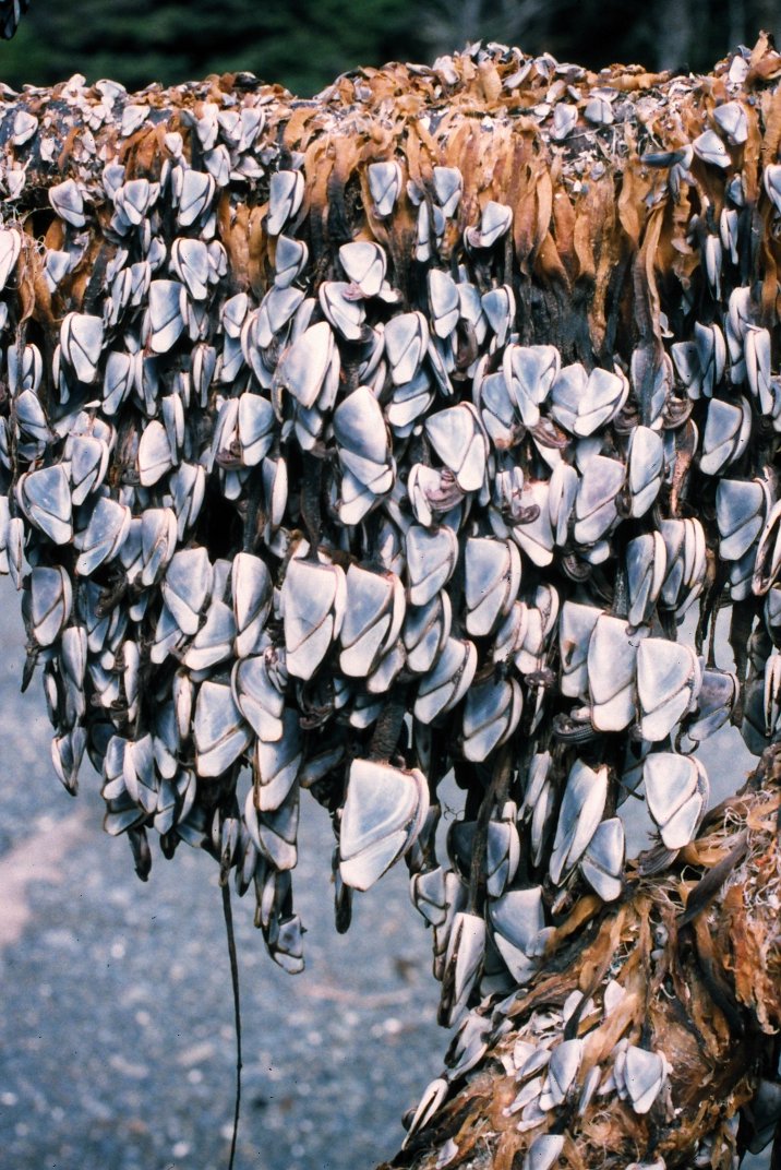  p data-id="gnats27pjm">蔓足纲(cirripedia)是