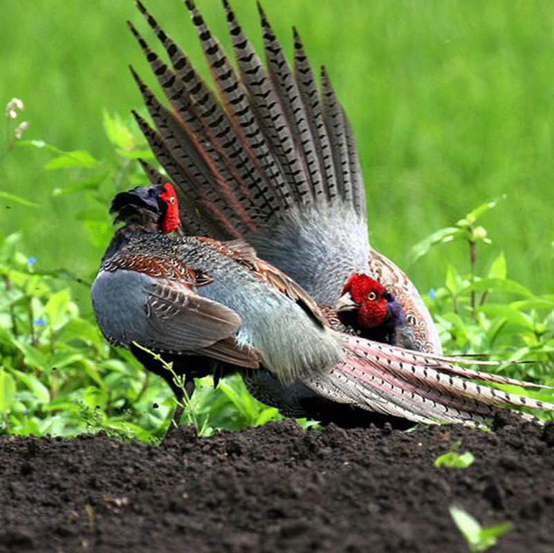  p>绿雉(学名: i>phasianus versicolor /i>)