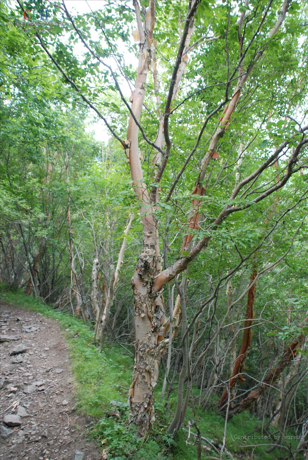 是桦木科 , a target="_blank" href="/item/桦木属">桦木属 /a>大 a