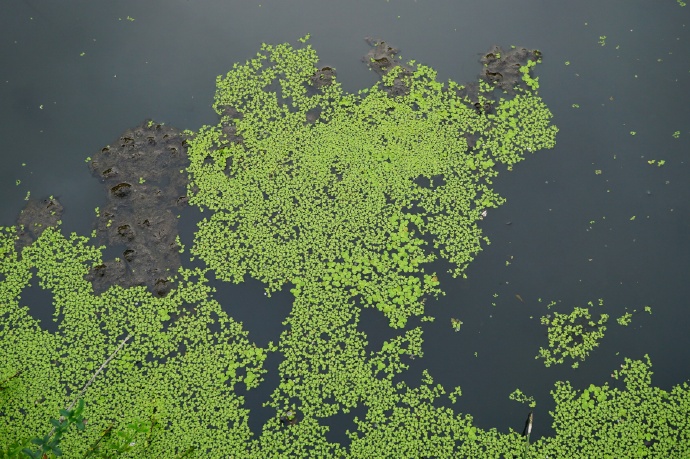 wimmer)是浮萍科,芜萍属飘浮 a target="_blank" href="/item/草本