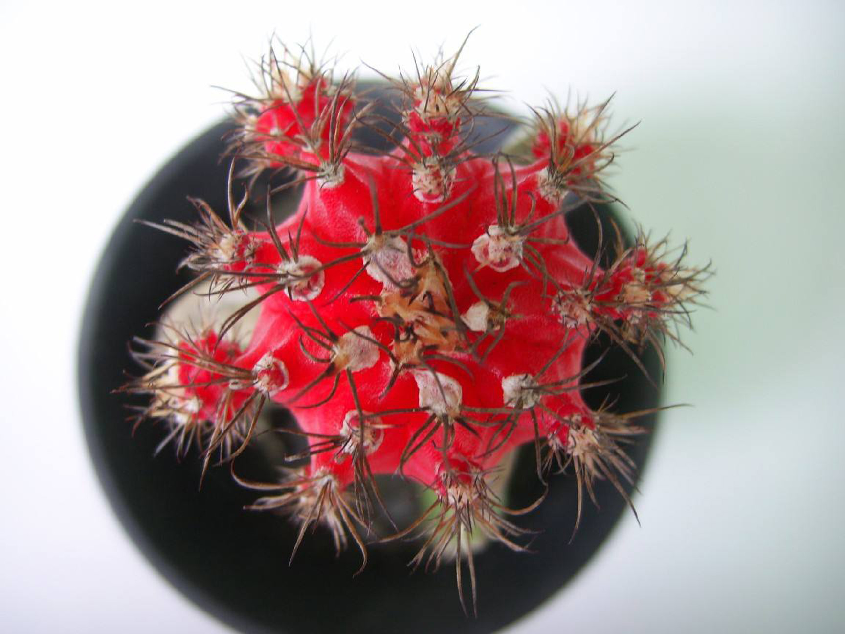  p>绯牡丹(学名: i>gymnocalycium /i>  i>mihanovichii /i> (fri
