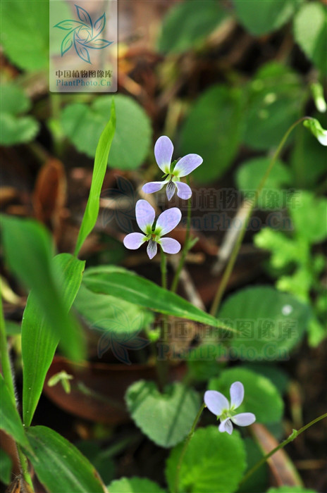  p>柔毛堇菜(学名:viola principis)是堇菜科堇菜属的多年生草本植物.