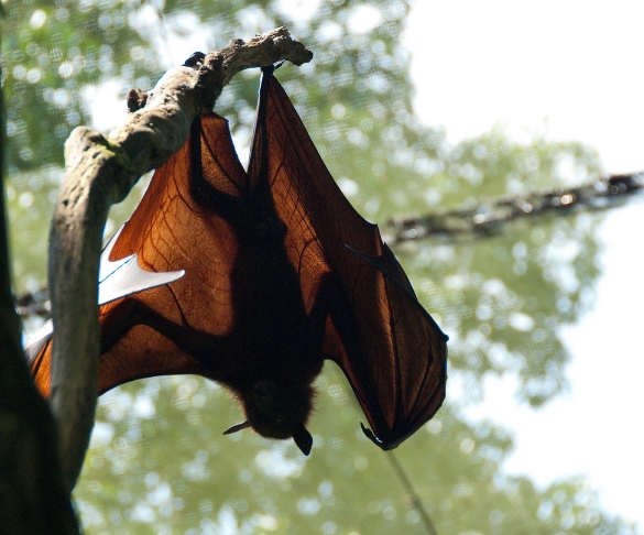 马来大狐蝠