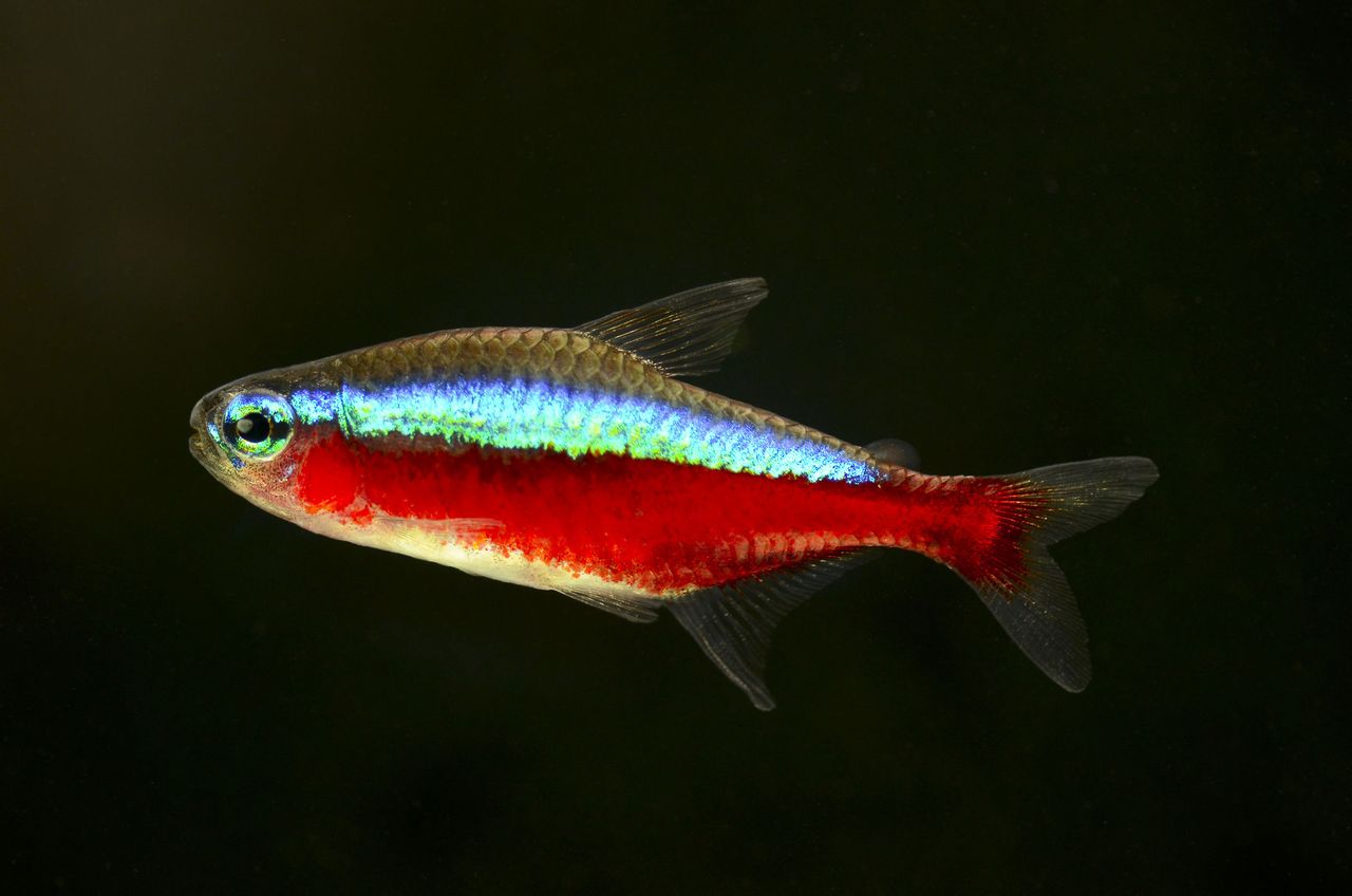  p>宝莲灯,学名 a href="#" data-lemmaid="19280779">阿氏霓虹脂鲤 