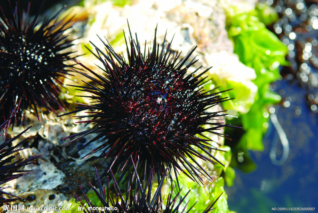 动物门(echinodermata)是一类 a target="_blank" href="/item/后口