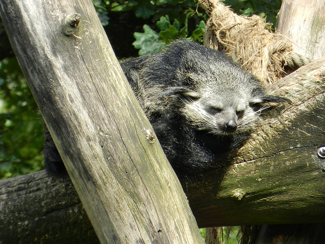  p>熊狸(学名: i>arctictis binturong /i>)别名熊灵猫,为灵猫科下的