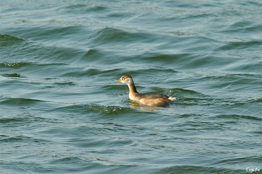 grebe
