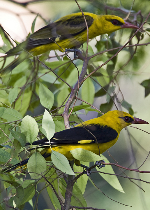 eurasian golden-oriole