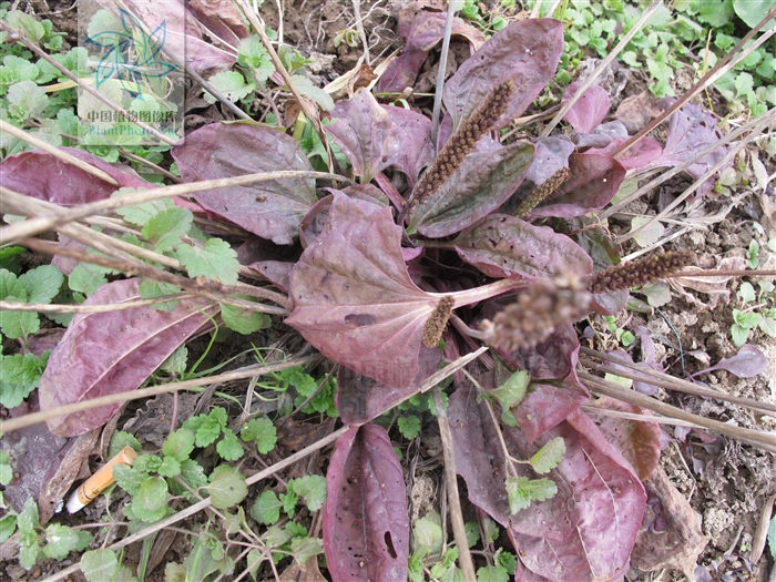  p>巨车前(学名:plantago maxima juss. ex jacq.