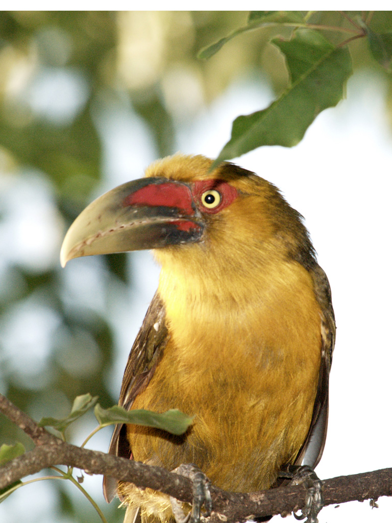  p>橘黄巨嘴鸟(学名: i>pteroglossus bailloni) /i>是一种中型 a