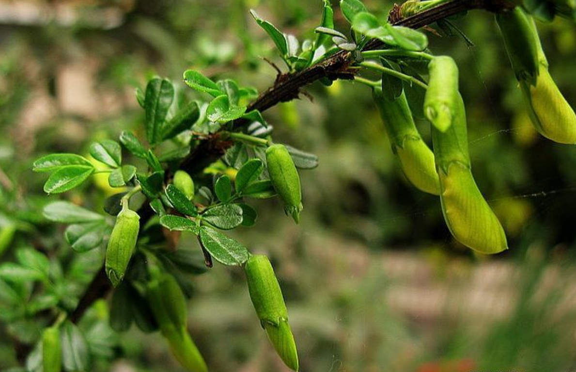 ="gnx99kjgle">瘿椒树 (又名 泡花,皮巴风,银雀树,瘿漆树,丹树,银鹊树