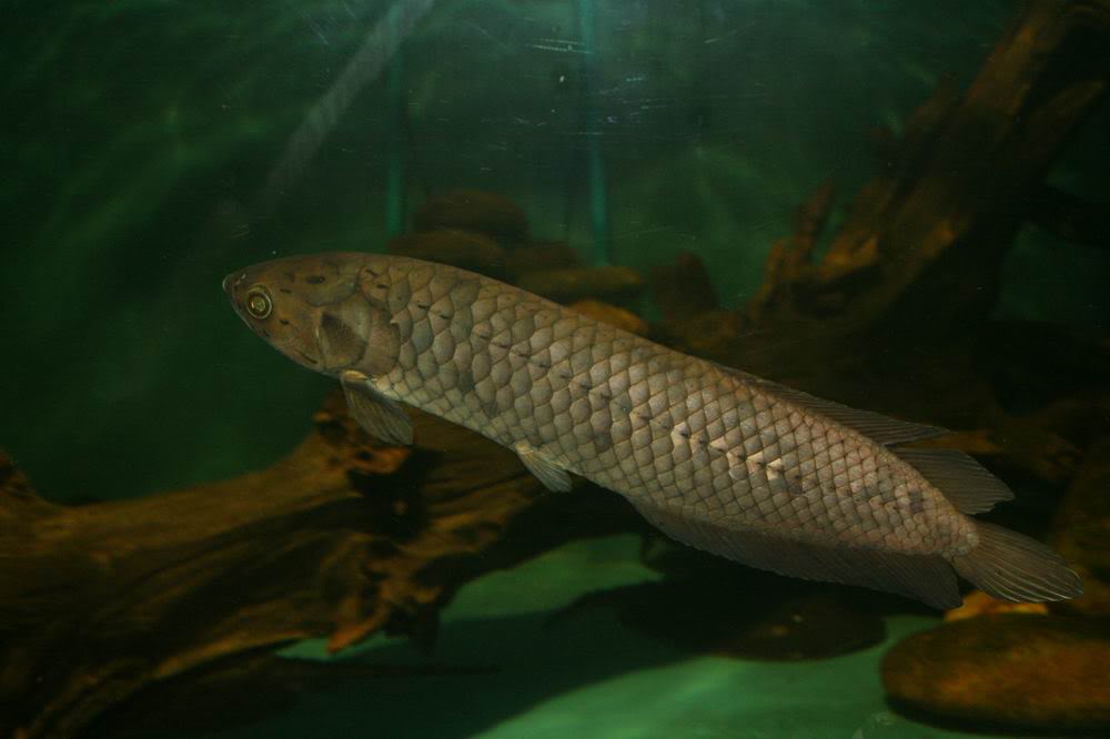  p>非洲骨舌鱼(学名: i>heterotis niloticus /i>):体长40-40厘米,最