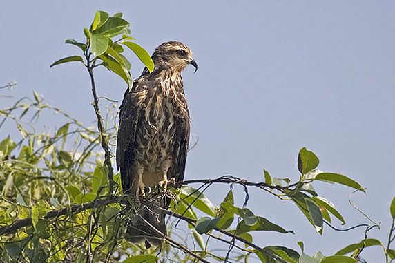 rostrhamus sociabilis