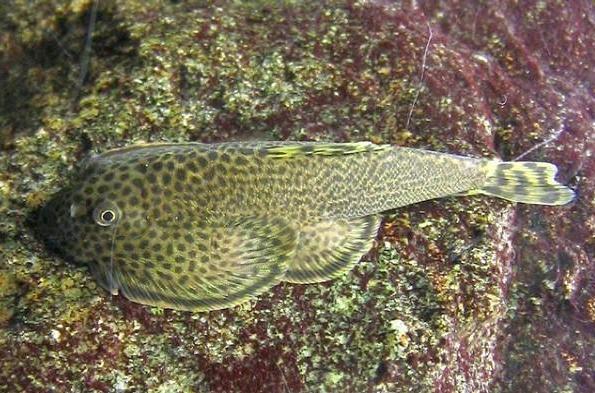 beaufortia  leveretti