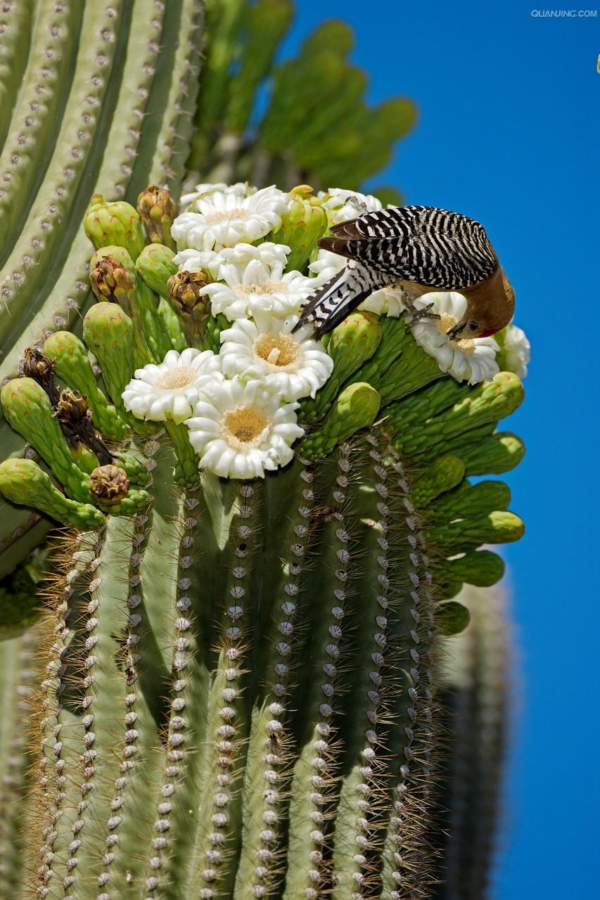  p>亚利桑那州(state of arizona)是第48个加入美国联邦的州,位于 a