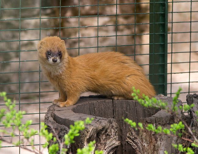 纲,鼬科的小型的 a href="#" data-lemmaid="6761404">食肉动物 /a>