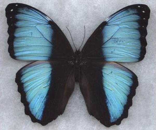  p>鸟形闪蝶, i>morpho pseudagamedes (berliozi /i> le moult &amp