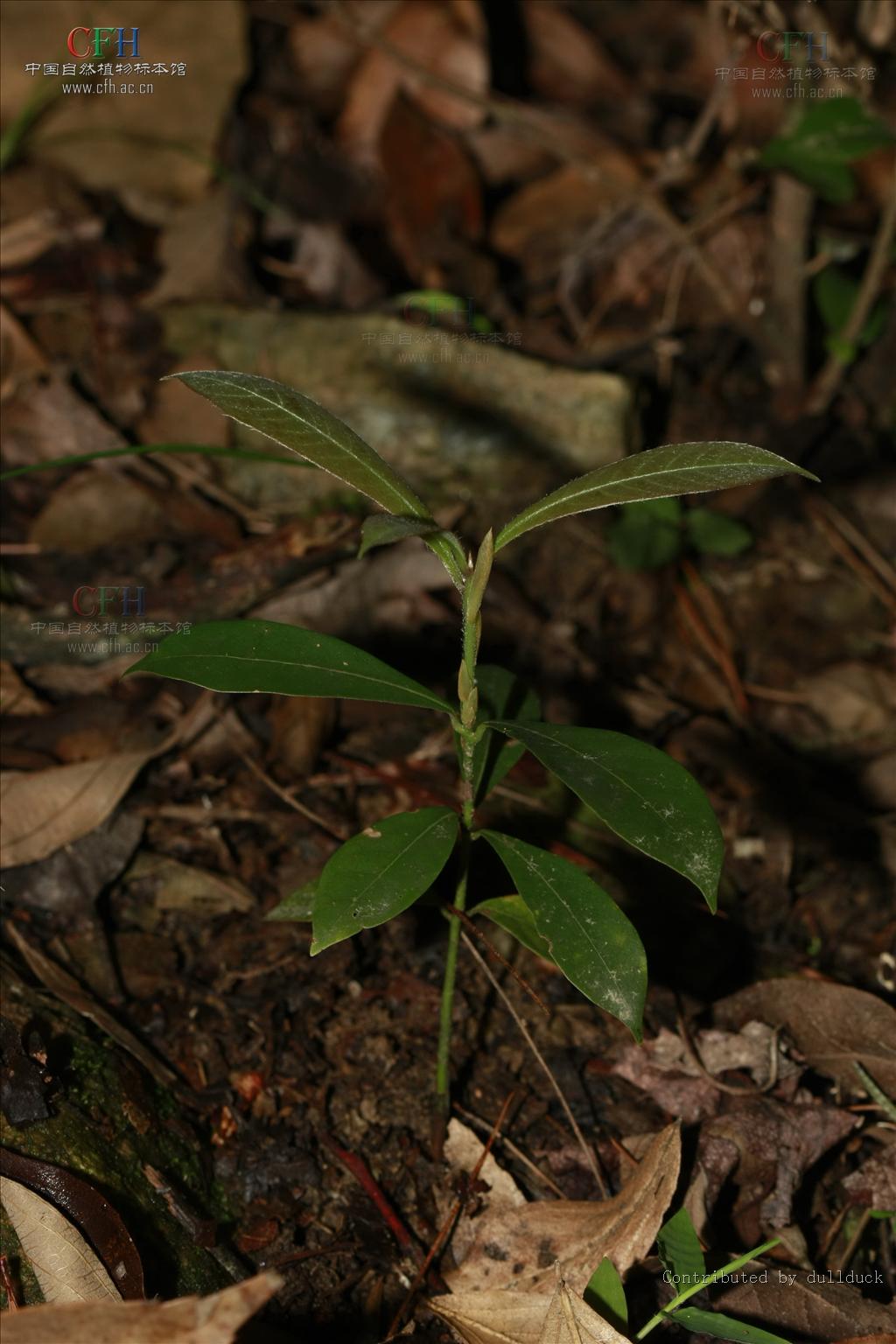  p>浙江楠,是樟科桢楠属植物,属于 a target="_blank" href="/item/渐