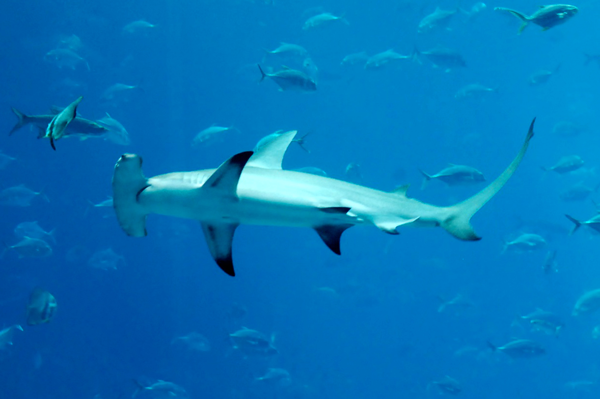  p>无沟双髻鲨(学名: i>sphyrna mokarran /i>)是双髻鲨科,双髻鲨属的