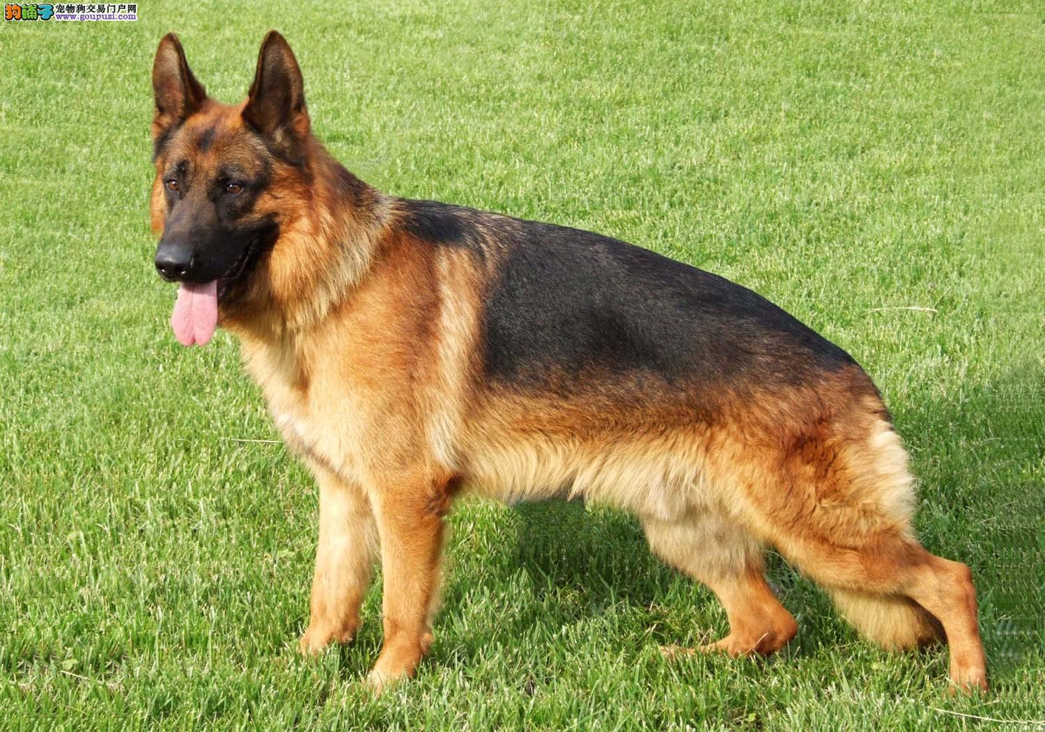 german shepherd