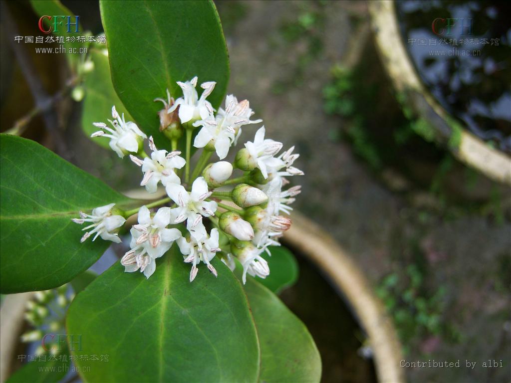  p>蜡烛果属(学名:aegiceras gaertn.