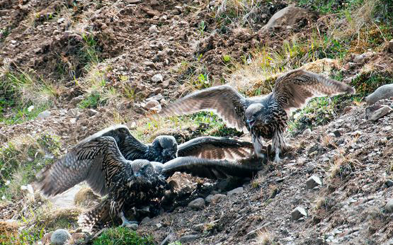 data-id="tipra1ritsmt">矛隼是隼形目隼科隼属鸟类,又名海东青,白隼