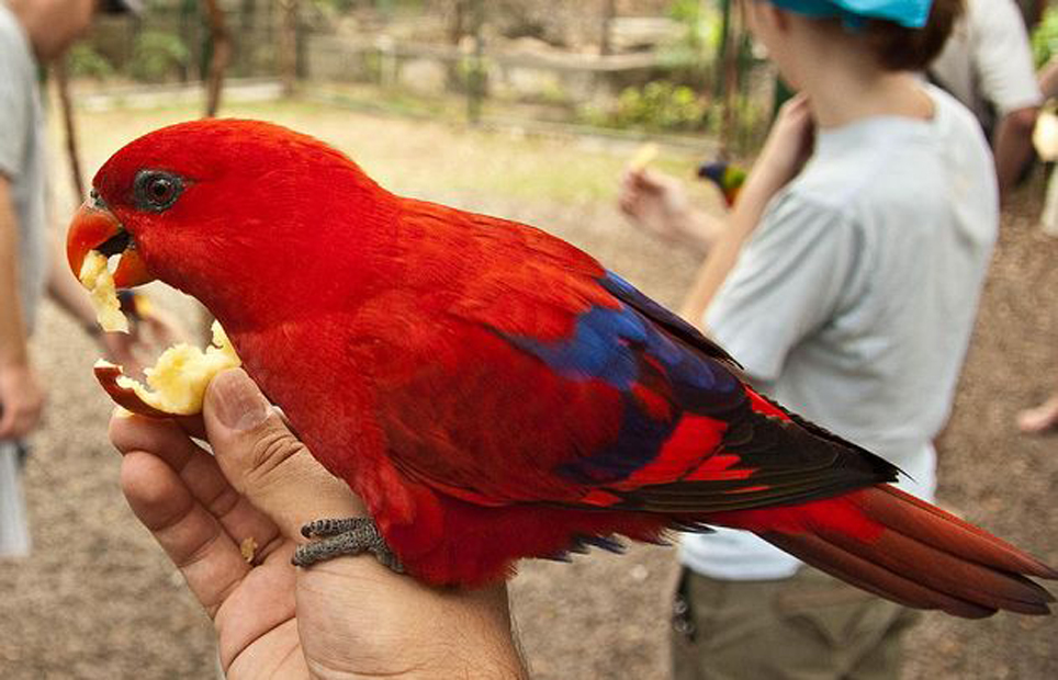  p>红色吸蜜鹦鹉(学名:eos bornea)有2 个亚种,羽色鲜艳,头部和颈部