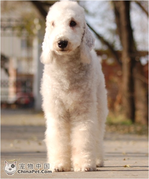 href="#" data-lemmaid="1254455">贝林顿梗 /a>(bedlington terrier)