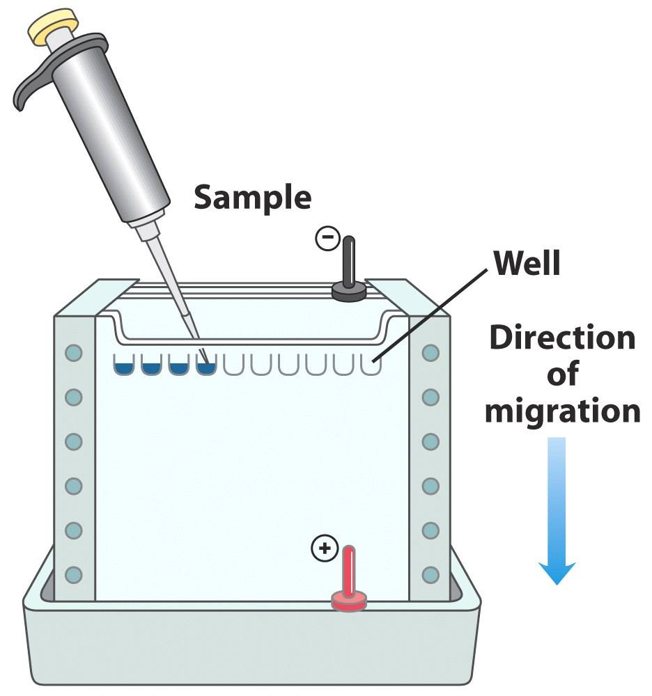 protein denaturation
