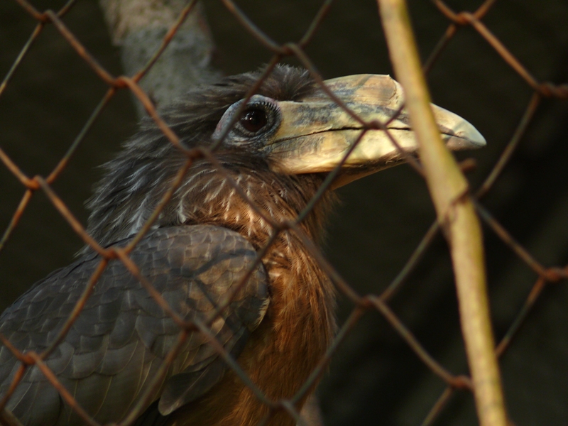  p>白喉犀鸟(学名: i>anorrhinus austeni /i>),是 a target="_blank"